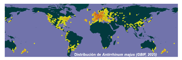 Mapa que muestra la distribución de la planta Antirrhinum majus, con puntos amarillos y anaranjados en diversas regiones del mundo.